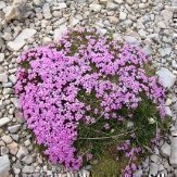 Sommerurlaub Ratschings - Südtirol