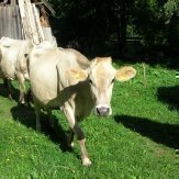 Bauernhofurlaub Südtirol - Kiechlhof