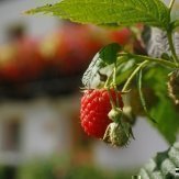 thumbs himbeeren Bambini e Animali sul nostro maso