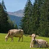 thumbs kuehe auf weide Bambini e Animali sul nostro maso