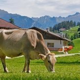thumbs kuh am bauernhof Kinder und Tiere am Hof 