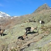 Wandern in Südtirol - Ratschings